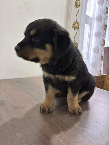 van pisiyi satilir: Rotveyler, 2 ay, Dişi — 9