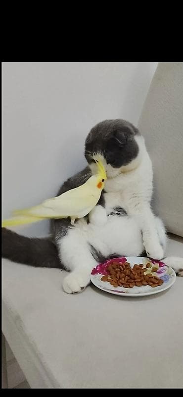 ev quslarinin satisi: El quwu rucnoy Karella sultan papuqayi satiram əl quşudu, rucnoydu — 4