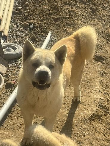 pers pisiyi satilir: Akita-inu, 6 ay, Erkek — 1