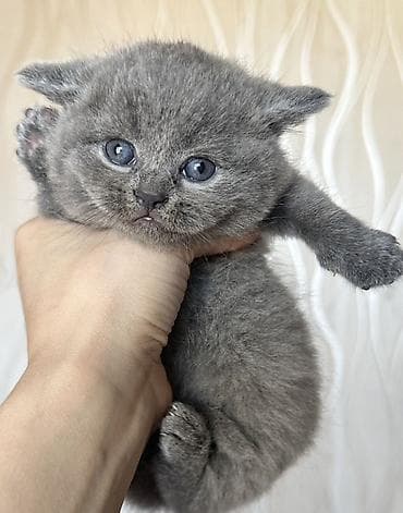 pisik sekileri: Şotland — 2