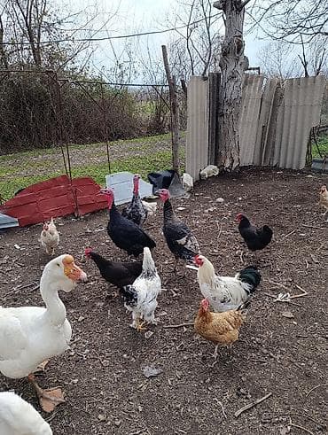 Птицы: Самец, Для мяса, Платная доставка — 1