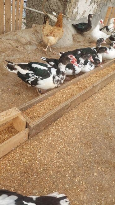 əbabil quşunun qiyməti: Satılır kilosu 15 manat — 1