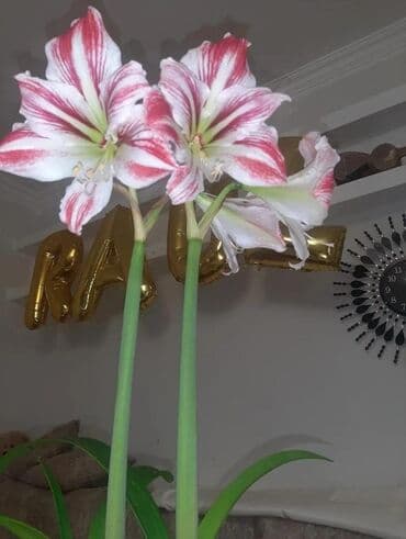 İç məkan üçün canlı dekorativ güllər və sukulentlər - Amaryllis