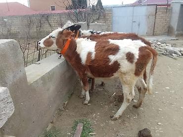 Собаки: Теленок, Самка, месяцев: 1, 100 кг, Для разведения, Для молока, Для мяса, Самовывоз, Платная доставка — 1