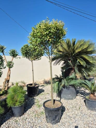 həmişə yaşıl bitkilər: Bağ və landşaft üçün iynəyarpaqlı dekorativ bitkilər - Thuja — 19