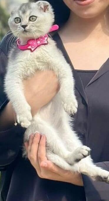 шотландский вислоухий котенок купить: Шотладская вислоухая — 1