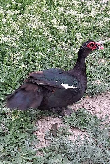bala tutuquşu: Erkək, Damazlıq, Pulsuz çatdırılma — 4