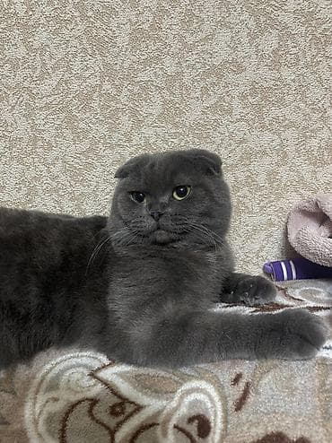 Pişiklər: Britan yastı qulaq, Erkək, Yaxşı əllərə — 7