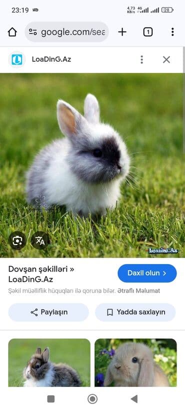 dovşan yuvasi: Yerli sort rəngbərəng dovşanlar var erkey barterde var ördək qaz dişi — 1