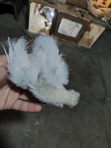 cins inek: Toyuq cücələri, Damazlıq — 3