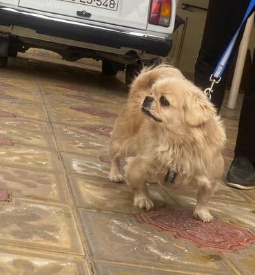 kanada sortu hinduska: Pekines, 1 il, Dişi, Peyvəndli, Ünvandan götürmə — 2