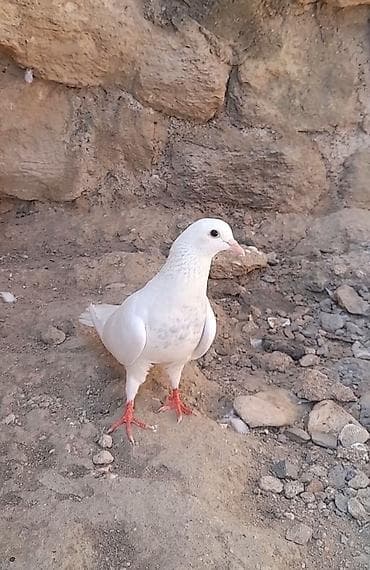Dunen tutulub 15 tuk ag erkey qiymet sondu lalafo.az -da Dunen tutulub 15 tuk ag erkey qiymet sondu