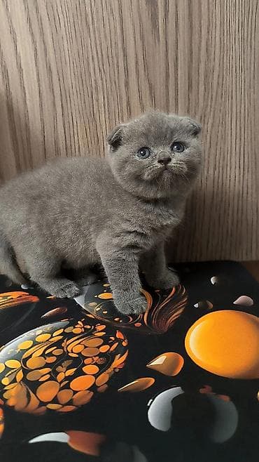 quş evi: Şotland, Dişi — 1