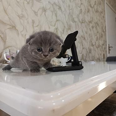 pişik tasma: Şotland yastı qulaq — 10