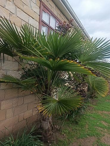 qapi pencere plastik: Xurmayı xatırladan dekorativ palma ağacı – Trachycarpus fortunei (Fan — 2