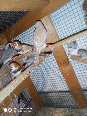 ördək ətinin qiyməti: Amadinlər Satış zebravıy sadə amadinlər benqal amadini risovka risoviy — 9