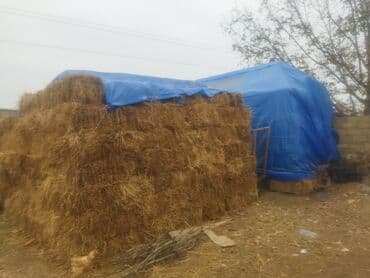 it ucun yem: Yonca pres satıram 3-4 biçim.400ədət var.Hamısını alan olsa.Qiymət 6 — 1