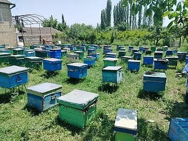 Heyvanlar: Arı ailələri satılır ağsu rayonunda ramkası 30 manat əla arılardı. 055 — 4