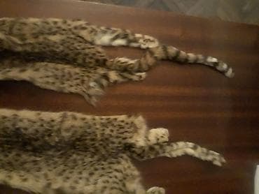 Yorğanlar, adyallar: Məhsul: Nöqtəli naxışlı təbii rəngdə xəz zolaqları (2 ədəd) Təsvir: - — 2