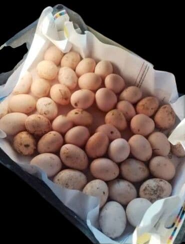 GƏDƏBƏY Təzə kənd