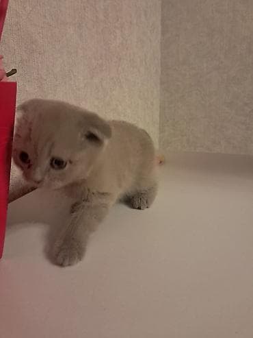 itler pikines type 1: Britan — 1