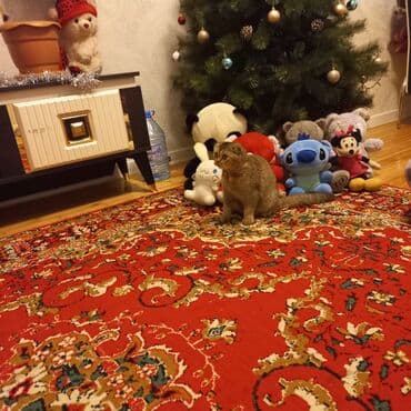 Daraq panellər: Fiqur — 6