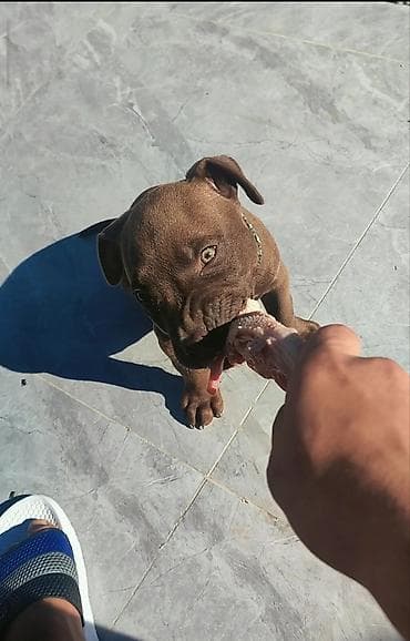 heyvanlar: Pitbul, 8 ay, Erkek, Ünvandan götürmə — 7
