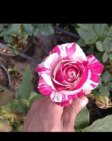 quş peyini: Məhsul: Qızılgül kolları – nadir rəng çeşidləri Təsvir: - Dekorativ — 4