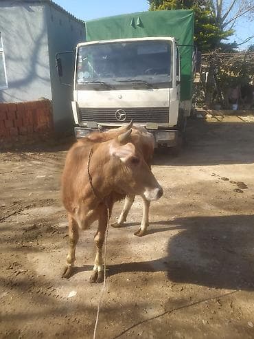 Mal-qara: Dana, buzov — 10