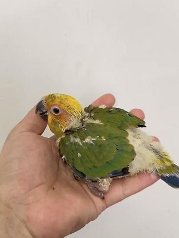 Tutuquşları: Aratinka papauqayi. Conur tutuqusu. Turkiyeden zakazla — 2