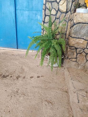 xonça dekor işleri: Nephrolepis exaltata (Boston qıjısı) – dekorativ otaq və eyvan bitkisi — 2
