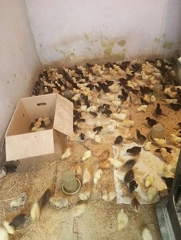 kend cucesi: Toyuq cücələri, Ətlik — 1