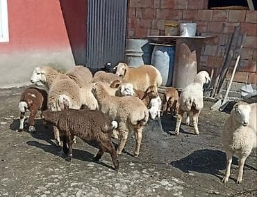 çəpiş ətinin qiyməti: Quzular satılır. içlərind qurbnlığa yarayanlarda var. Ünvan ismayıllı — 1
