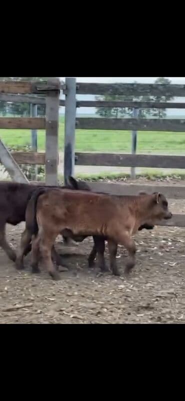 at və eşşəyin cütləşməsi: Məhsul: Qara və tünd qəhvəyi rəngli buzovlar (ətlik tip) Təsvir: - — 7