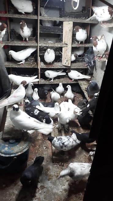 göyercinler: Optum satilir 25 den cox quwdur. tek satilmir unvan montin - Rənglər — 2