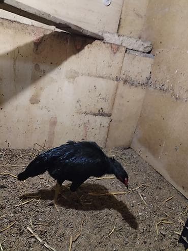 berde mal bazari 2020: Toyuq cücələri, Damazlıq — 4