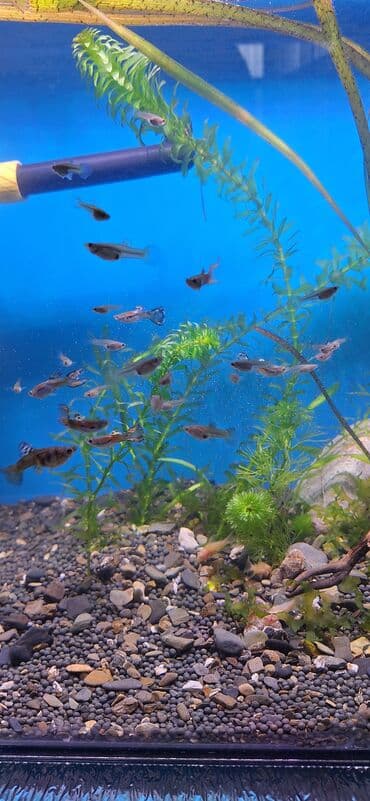 it ve qiz sekilleri: Quppi, Sülhsevər — 4