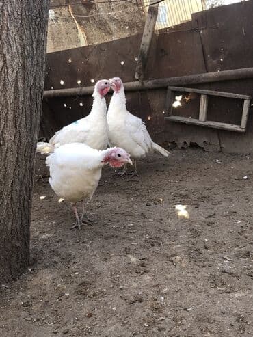 Digər heyvanlar: Dişi, Damazlıq, Ünvandan götürmə — 2