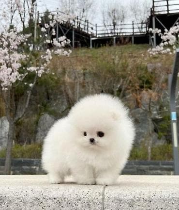 Собаки: Шпиц, 2 месяца, С родословной — 1