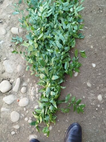 nərgiz gülü satışı: Məhsul: Yaşıl bəzək budaqları Təsvir: - Təbii, sıx yarpaqlı — 2