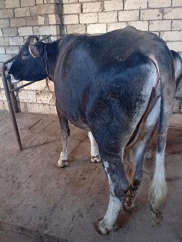 sudluk inek satisi: Öz Qapımı Malımdı Kök Heyvandi Real alıcılar Narahat etsin — 2