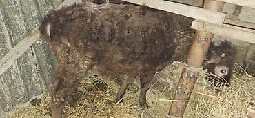 berde mal bazari: 4 aylıq dişi balanan 8 l südlə satılır.Yağlıdı 3 cü qarındı.Bəhərində — 5