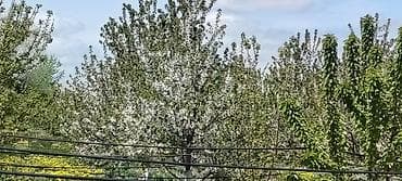 ucuz taxta: Məhsul: Meyvə bağı (intensiv tipli) Təsvir: - Çoxillik meyvə ağacları — 7