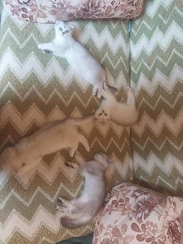Кошки: Шотландская — 7