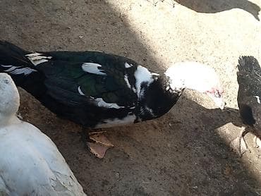 Птицы: ÇOX TECİLİ SATLİR DAMAZLİQ HEYVANARDİ ELADLAR İÇLERDE AQ QARA BAŞDA — 4