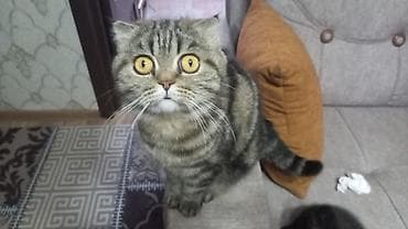 samoyed balasi satilir: Britan, Erkək, Dişi, Yaxşı əllərə, Ünvandan götürmə, Pulsuz çatdırılma, Ödənişli çatdırılma — 1