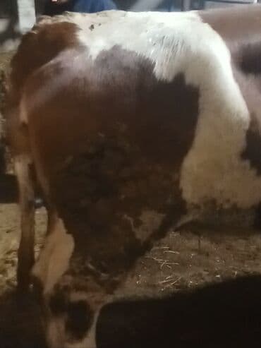 Akvarium aksessuar və ləvazimatları: Dişi, Simental, il: 1, 550 kq, Ətlik — 1