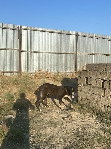 it yemi: Alabay, 6 ay, Erkək, Peyvəndli — 2