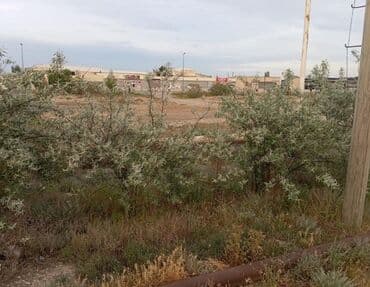 эла магазин школьной формы: 8 sot, Kənd təsərrüfatı — 3