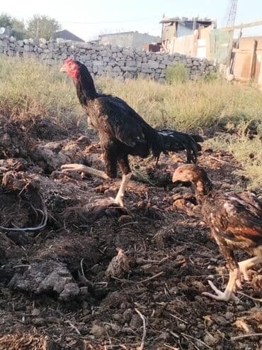 qaz yagi satisi: Heyrati 10 ayliqdi hele bana dusmeyib barterde var baxir tekliflere — 2